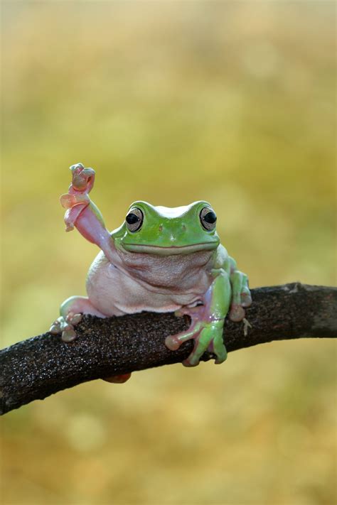 1000 Images About Frog On Pinterest Frogs Cute Frogs - vrogue.co