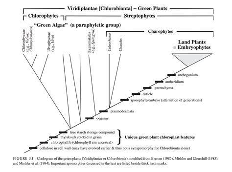 What are the apomorphies of Streptophyta that delineate them from ...