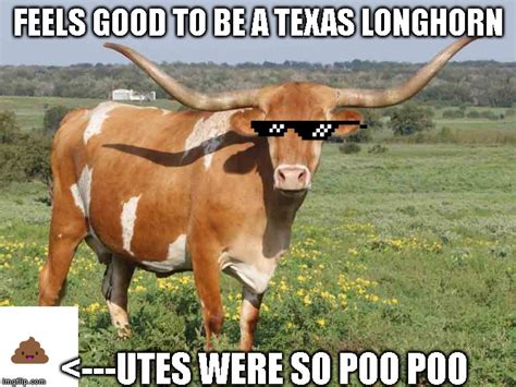 Longhorn cattle - Imgflip