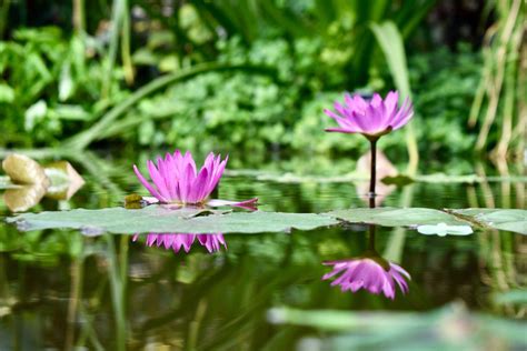 Oxford Botanic Garden - Oxford, United Kingdom | CityDays