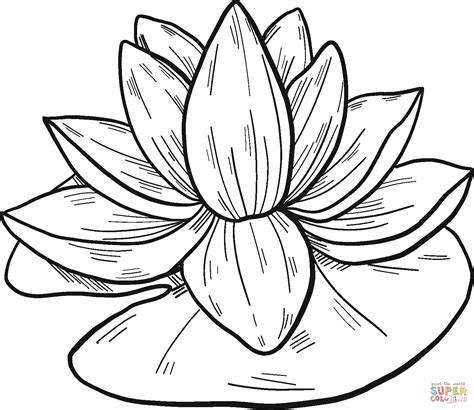 Water Lily coloring page | Free Printable Coloring Pages Water Lily Drawing, Lilies Drawing ...