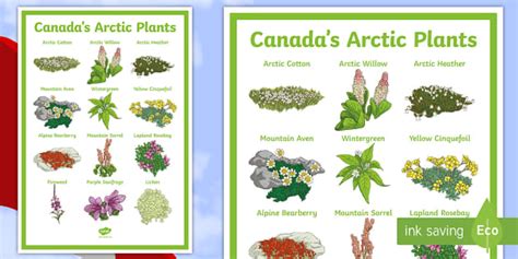 Canada's Arctic Plants Display Poster (teacher made)