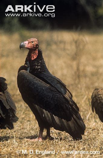 Red-headed Vulture | Animal Database | FANDOM powered by Wikia