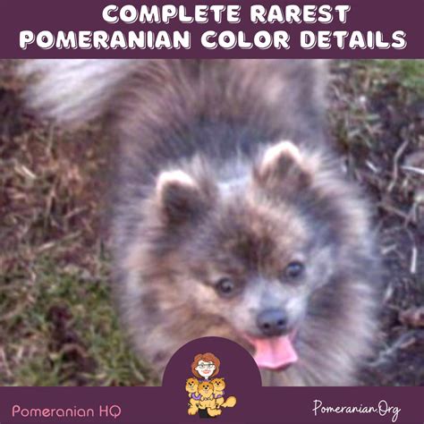 Complete Rare Pomeranian Colors. Full Details with Photos.