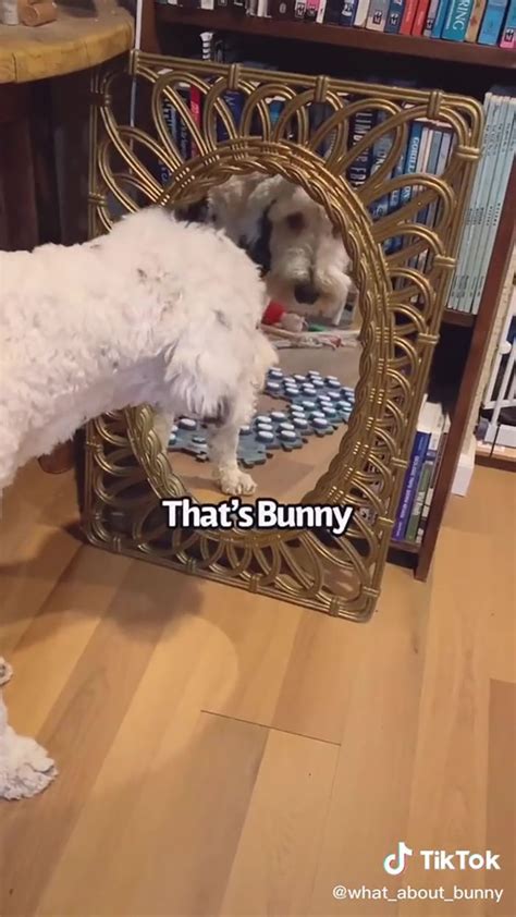 TikTok User Teaches Their Dog To Talk Using Buttons, Gets Surprised ...