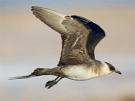 Arctic Jaeger - eBird