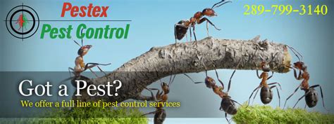 Tips To Protect Your premises From Ants – Pestex – Pest Control and Extermination Experts Hamilton