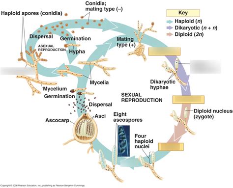 Ascomycota Life Cycle By Caitlin Bergman - vrogue.co