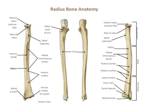 Ulna Labeled | Anatomy bones, Radius and ulna, Radius bone