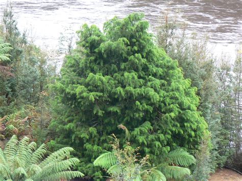 Huon Pine Tree (Lagarostrobos Franklinii) by the King Rive… | Flickr