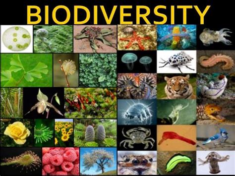 SOLUTION: Biodiversity notes bacteria plantae - Studypool