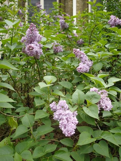 Lilac Wine | Lilac in flower, Museum Gardens, Bethnal Green.… | Flickr