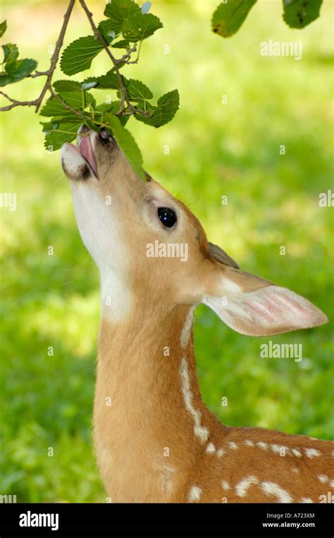 Young white tailed deer fawn eating leaves from a Mulberry tree Stock Photo - Alamy