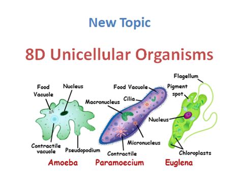 Unicellular Organisms | Teaching Resources