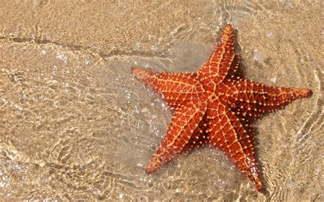 The Tale of the Starfish — The Starfish Foundation