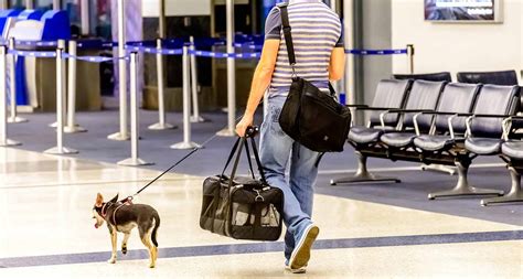 Can Dogs Fly On Planes In The Cabin