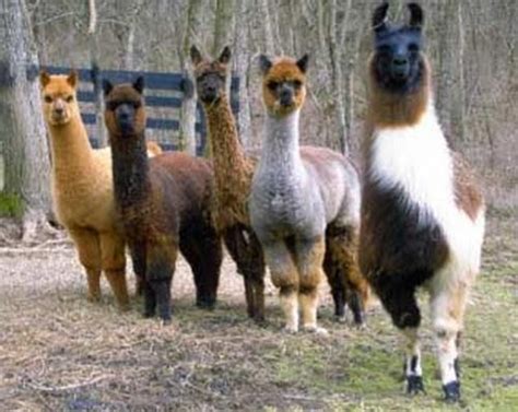 llama v. alpaca v. guanaco v. vicuña - Comparisons - Knewance Difference Engine | Llama, Alpaca ...