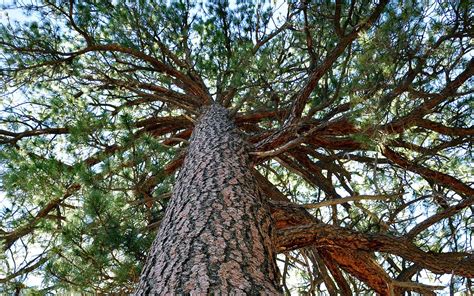 Free photo: Ponderosa pine - Closeup, Macro, Nature - Free Download ...