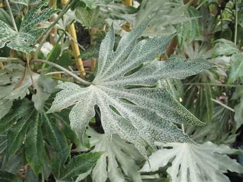 How to Grow and Care for Fatsia Spider Web