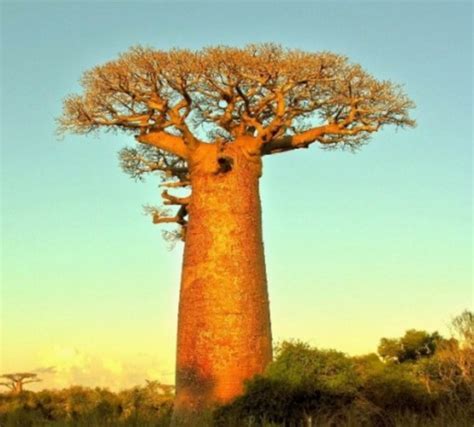 Top 10 Amazing and Unusual Trees