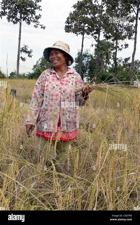 CAMBODIA Farmer in rice field with poor harvest due to drought Stock Photo - Alamy