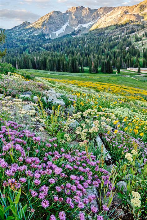 Wasatch Mountains Utah Photograph by Douglas Pulsipher - Fine Art America