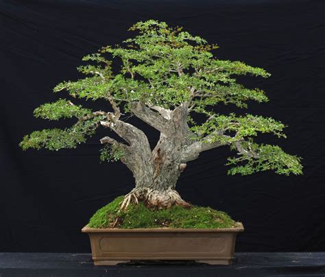 Black Olive Bonsai Tree Care Guide (Olea europaea) - Bonsai Tree Gardener