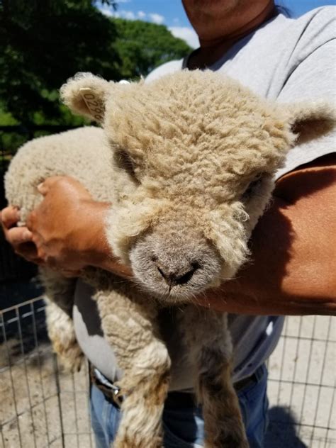 Miniature Babydoll Southdown Sheep For Sale - Tanglewood Farm Miniatures