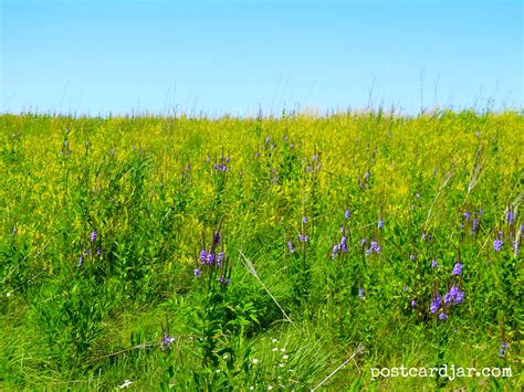 Nebraska's Nicest #8 - Wildflowers & Prairie Grasses - Postcard Jar Blog