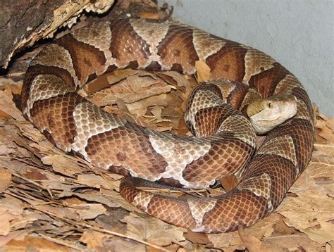 snakes of kentucky identification | Copperhead ( Agkistrodon contortrix ...