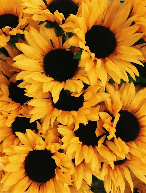 the-sunflower-one: Sunflowers - Tumblr Pics