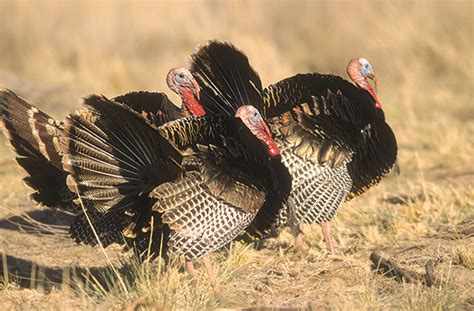 2023-2024 Turkey Hunting Forecast - New Mexico Wildlife magazine