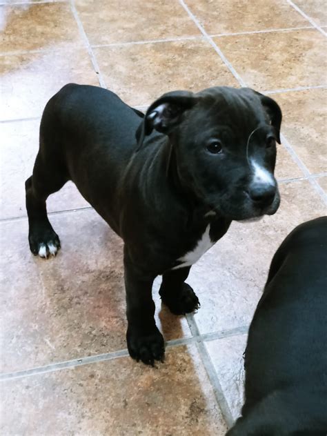 Dog for Adoption - Pit Bull Lab Pups, a Pit Bull Terrier in Martinsburg ...