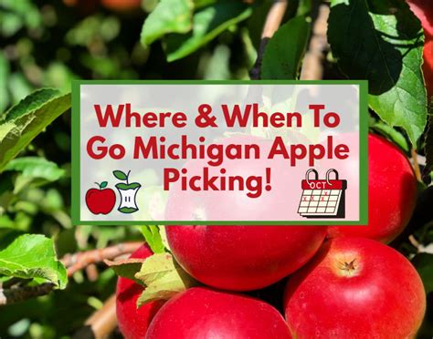 BEST Michigan Apple Orchards, Apple Picking, U Pick | Visit This Year