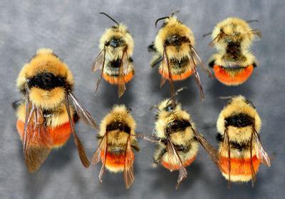 Bumble Bees - Bugwoodwiki