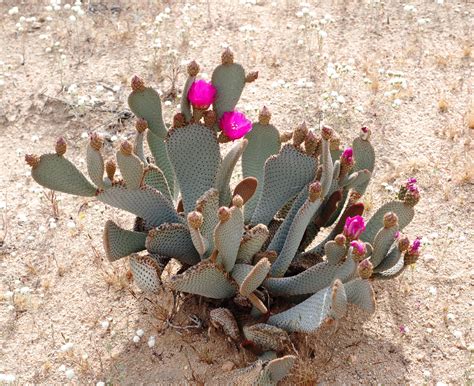 Beavertail Cactus (Opuntia basilaris) | Opuntia basilaris, Cactus and succulents, Cactus