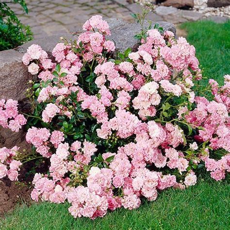 Rose The Fairy Pink 15cm | YouGarden