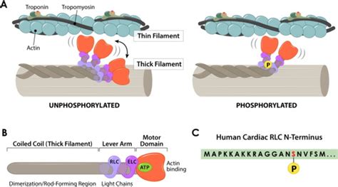 Role of myosin light chain phosphatase in cardiac physiology and ...