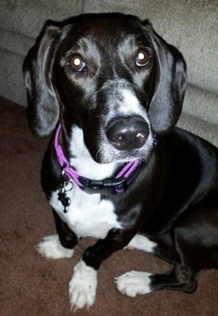 Jefferson City MO - Beautiful Basset Hound Beagle Mix, 3, For Adoption to Loving Home - Supplies ...