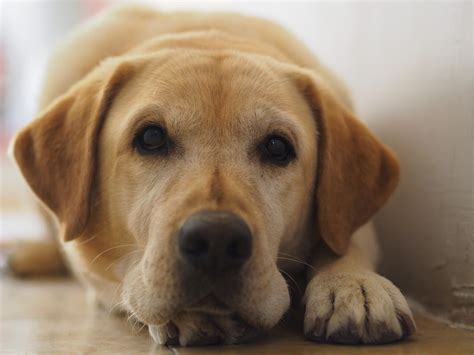 British Labrador - 15 fascinating facts that you should know - DOGS & CATS HQ