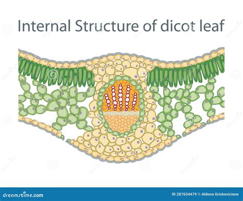 Anatomy of Dicot Leaf Diagram Stock Illustration - Illustration of leaves, root: 287654479