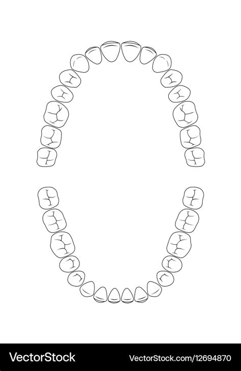 Teeth chart tooth Royalty Free Vector Image - VectorStock