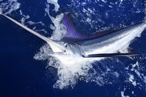 Smartention & The Cautionary Tale Of Hunting Marlins - Verblio