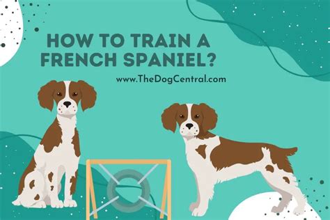 How to Train a French Spaniel? | The Dog Central