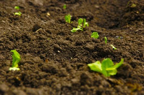 How to Create Rich Soil for Your Garden | All Around Soil & Stone