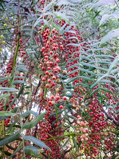 Pink Peppercorns: A Gourmet Spice Growing in the Backyard | Garden Betty