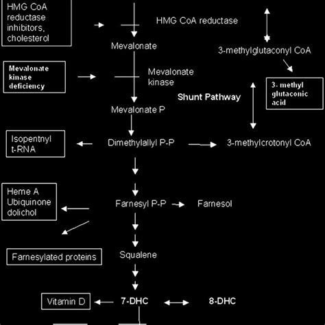 Pathways of mevalonate metabolism for isoprenoid and sterol synthesis ...