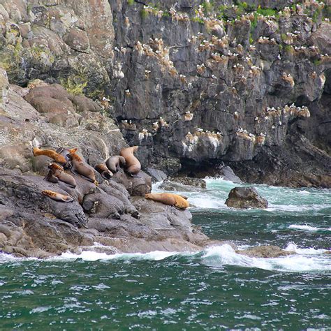 Resurrection Bay Cruise — Storied Traveling