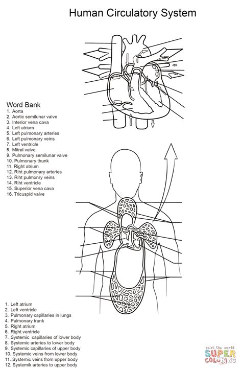 Human Circulatory System Worksheet coloring page | Free Printable ...