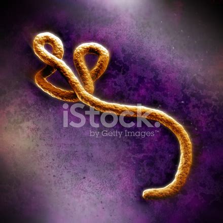 Ebola Virus Under Microscope Stock Photo | Royalty-Free | FreeImages